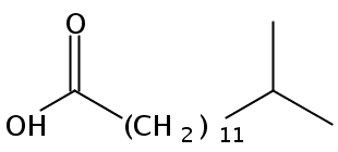 Structural formula of 13-Methyltetradecanoic acid